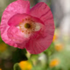 Meet your Posher, Gwen